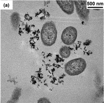 las nanopartículas del NMC